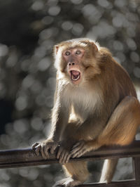 Portrait of monkey sitting outdoors