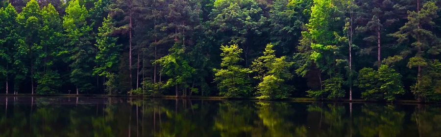 Scenic view of lake by trees in forest