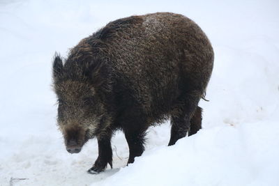 Wild boar on snow field during winter