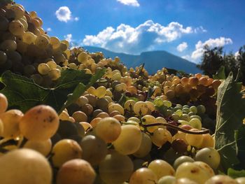 Close-up of grapes in vineyard against sky