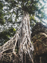Low angle view of tree against sky