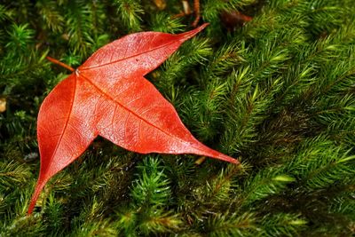 Close-up of red maple leaves on plant