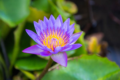 Close-up of purple water lily in pond