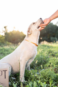 Close-up of a dog on field