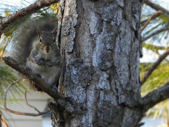 Squirrel on tree trunk