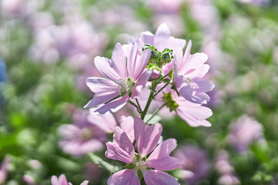 Close-up of pink flowering plant