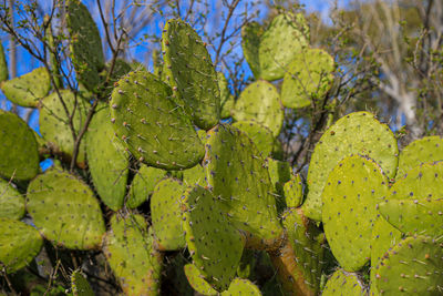 Close-up of fresh green leaf on plant, cactus, nopal stalk