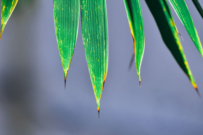 Close-up of bamboo leaves