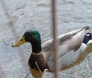 Close-up of mallard duck swimming in lake