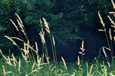 Close-up of plants growing on field