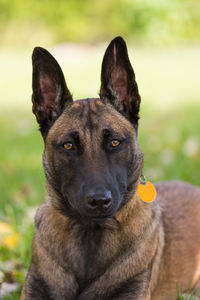 Close-up portrait of a dog