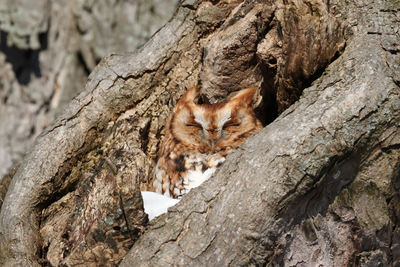 Screech owl