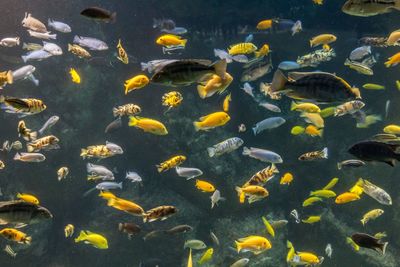 Close-up of fish swimming in aquarium