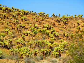 Trees on landscape against clear sky