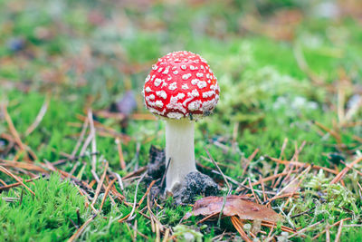 Close-up of fly agaric mushroom growing on field