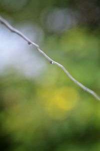 Close-up of wet plant