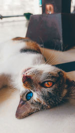 Close-up of a cat lying down