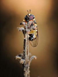 macro photography
