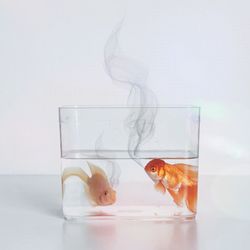 Close-up of fish in glass container on table