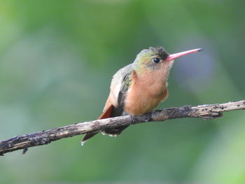 Close-up of bird perching on branch