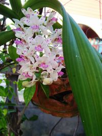 Close-up of flowers