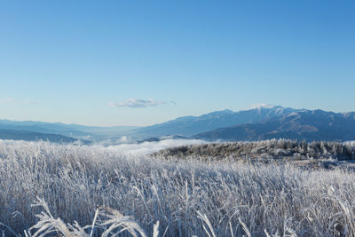 Scenic view of field against clear blue sky
