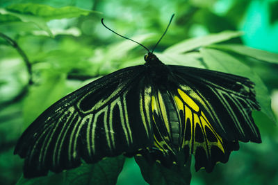 Close-up of butterfly pollinating on flower