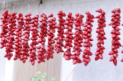 Close-up of red peppers hanging on wall