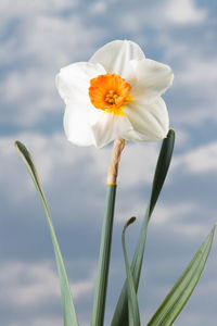 Close-up of white flowering plant against sky