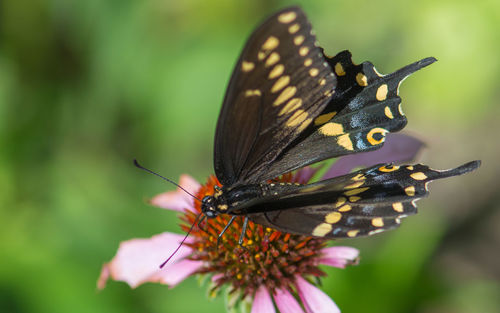 High angle view of butterfly pollinating on flower