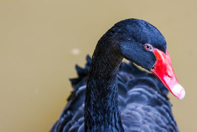 Close-up of black swan