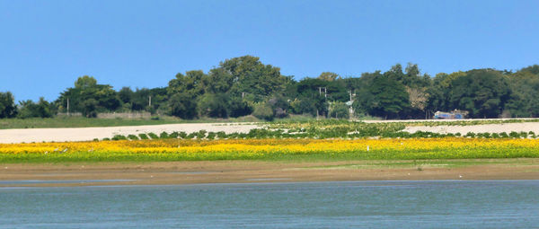 Scenic view of lake against clear sky