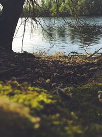 Close-up of plants growing on lake