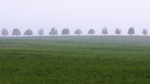 Scenic view of field against clear sky