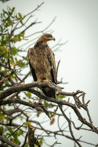 Bird perching on a tree