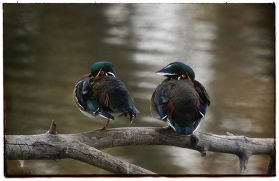 Birds perching