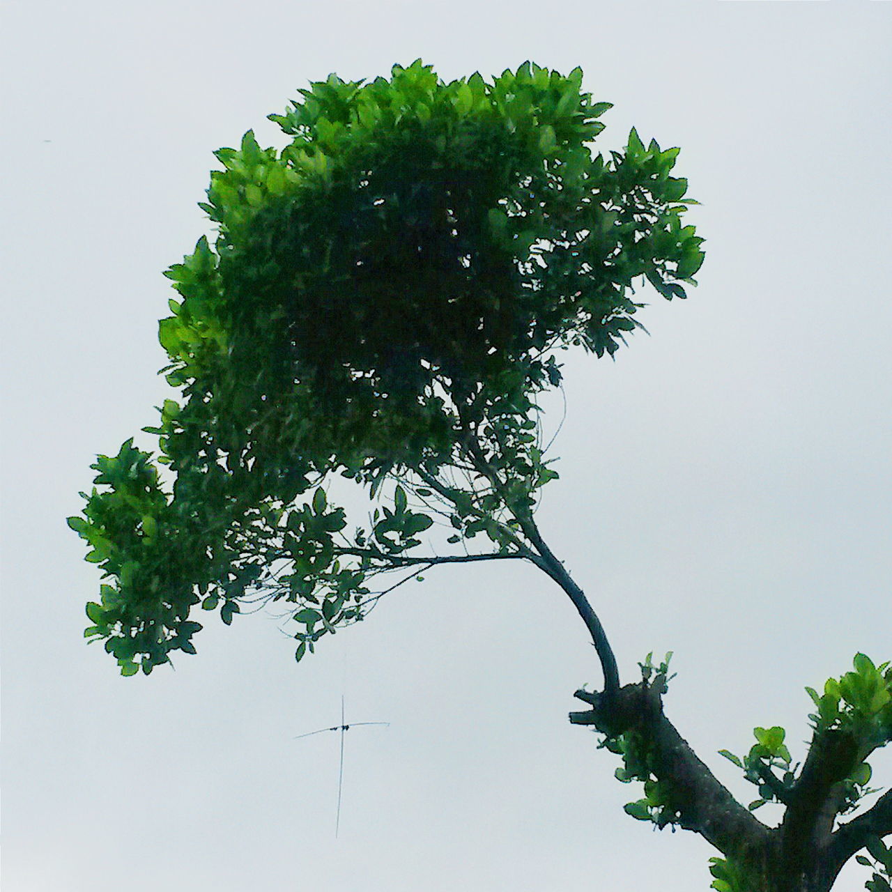 tree, low angle view, growth, clear sky, branch, leaf, nature, green color, copy space, beauty in nature, tranquility, sky, no people, plant, green, outdoors, high section, day, treetop, lush foliage