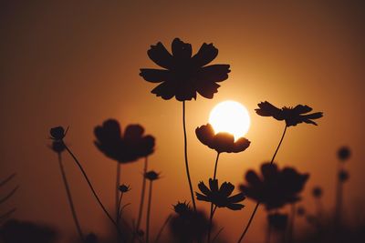 Close-up of silhouette plants against orange sky