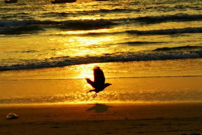 Silhouette of woman at sunset