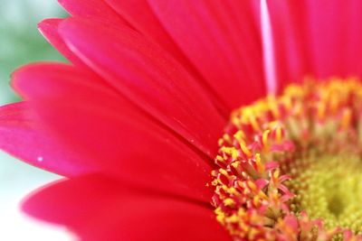 Close-up of red flower blooming outdoors