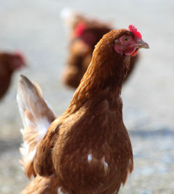 Close-up of rooster