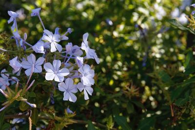 Close-up of flowers growing on tree