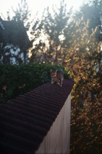Cat on tree
