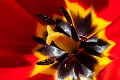 Close-up of yellow flower