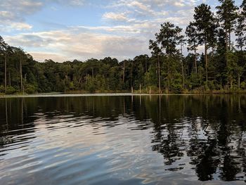 Scenic view of lake in forest against sky