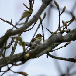 Low angle view of bird perching on branch