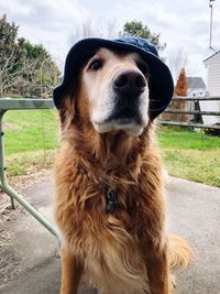 Close-up of dog looking away