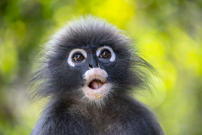 Close-up portrait of a monkey