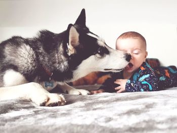 Dog licking cute baby boy lying on bed at home