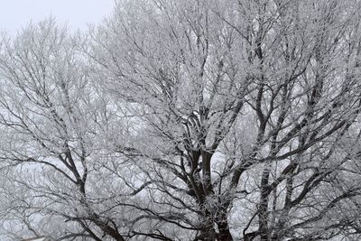 Low angle view of bare trees